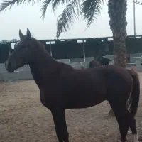 اسب نریون