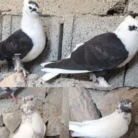 چهار عدد کبوتر