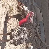 بوقلمون