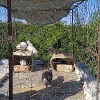 8عدد کبوتر