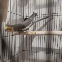 عروس هلندی نر سینامون