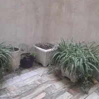 گلدان گل گندومی بزرگ