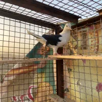 کفتر ماده پشتدار