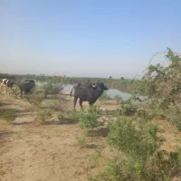 فحل گاومیش