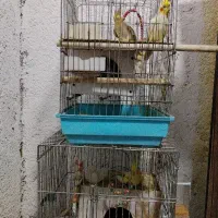 عروس هلندی