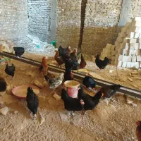 مرغ تخمگذار جوان