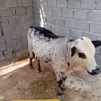 گوساله نر