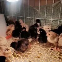 جوجه محلی و دورگ