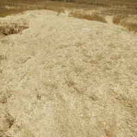 کاه نرم کاهکوب