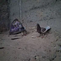 کبوتر پلاکی مسافتی