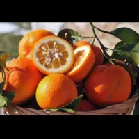 بذر سبزه نارنج