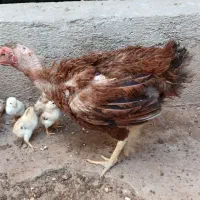 مرغ لاری اصل باجوجه