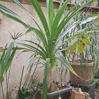 سوسن ،پاندانوس ،برگ انجیری