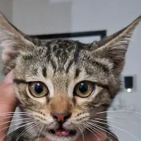 گربه