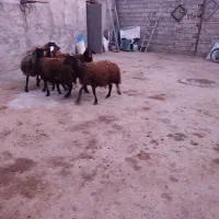 گوسفند