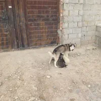 واگذاری هاسکی