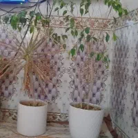 گیاه طبیعی