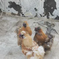 ۱عدد مرغ تخم گذار سالم و 2عدد خروس ابریشمی