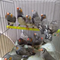 فنچ انگلیسی و پنگوئنی لپ سفید