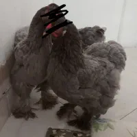 جوجه برهما بلو