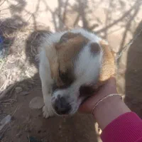 سگ پاکوتا