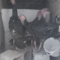 ۵ عدد بوقلمون سرحال ۳ ماهه ۳ تا نر دو تا ماده