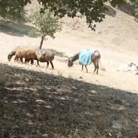 خر گلی است ماده است
