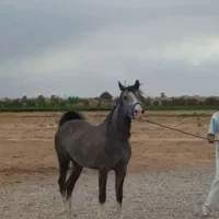 فروش اسب