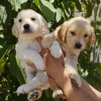 سگ های مهربان گلدن