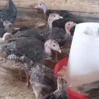 فروش جوجه بوقلمون برنزه سینه پهن