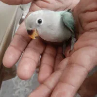 جوجه طوطی برزیلی