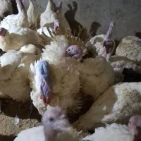 بوقلمون درجه ۱