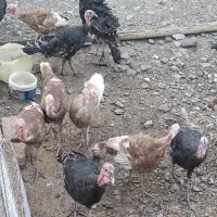 بوقلمون سالم و آماده فروش