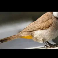 سهره قناری اهوازی