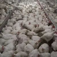استخدام کارگر مرغداری