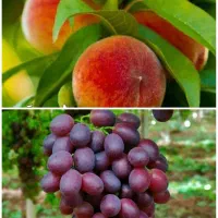 توزیع درخت انگور هلو شناسه دار