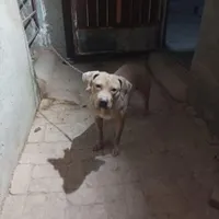 واگذاری سگ