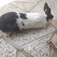 فروش خرگوش