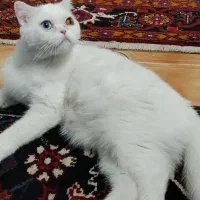 گربه اسکاتیش فولد برای جفت یابی