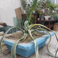 گل آگاو