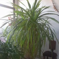 گل و گیاه طبیعی  (پاندانوس)