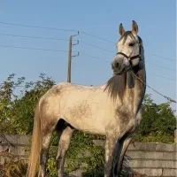 اسب دو‌خون‌ ۱۶۵سانتی با پدر مادره سیلمی