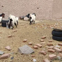 7عدد بز جوان و شیرا