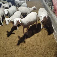 بره نر لاکن