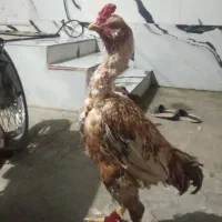 خروس لاری