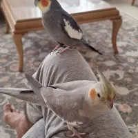 عروس هلندی گمشده