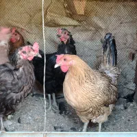 6عدد مرغ تخم گذار