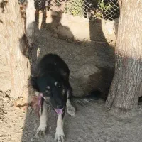 دو تا نر وماده قدرجونی