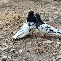 کبوتر کله 40 سانتی