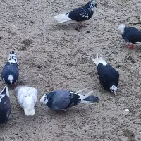 کبوتر